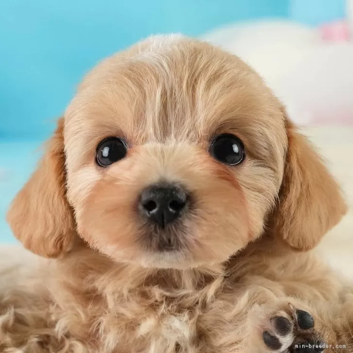 ten 様のお迎えした子犬