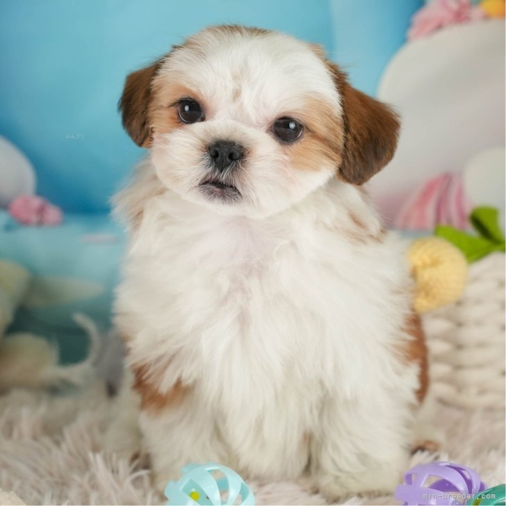 がんちゃん 様のお迎えした子犬