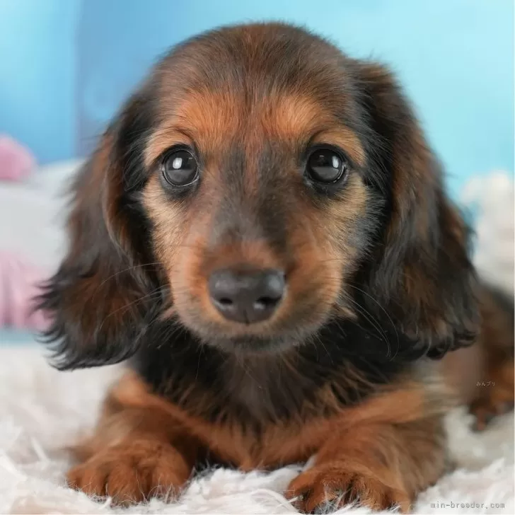 ID：2411-07180の子犬