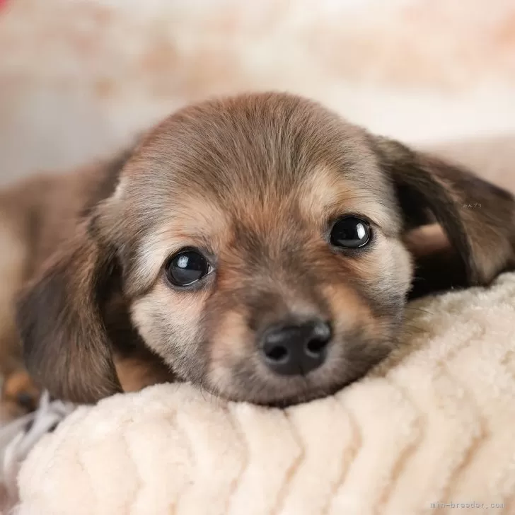 ソラ 様のお迎えした子犬