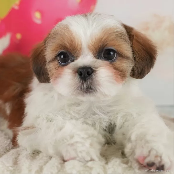 がんちゃん 様のお迎えした子犬