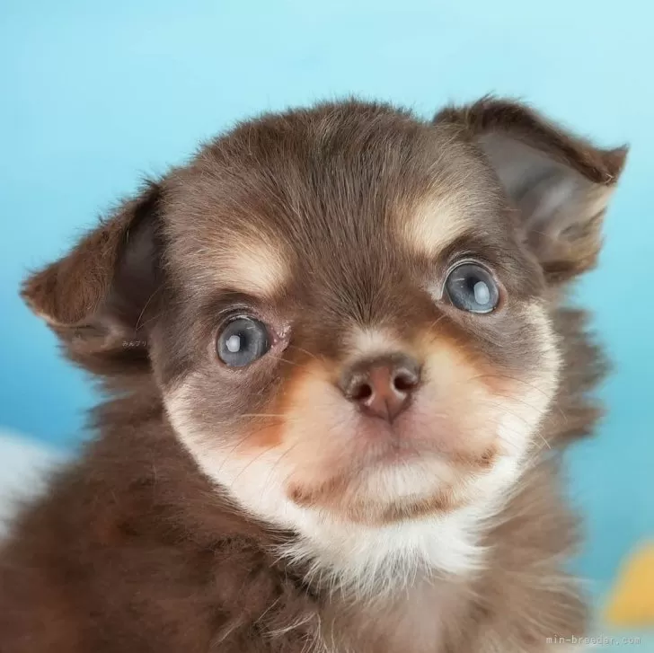 Y.S 様のお迎えした子犬