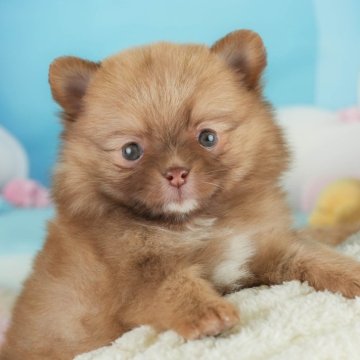 ポメチワ(チワワ×ポメラニアン)【埼玉県・女の子・2025年1月24日・オレンジ】の写真「🌸3月15日(土)見学会開催🌸」