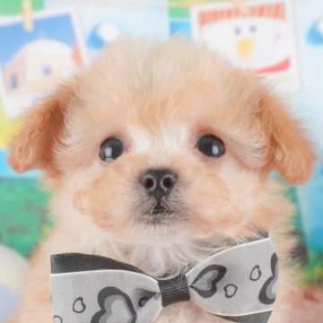 トイプードル(ティーカップ)【埼玉県・男の子・2025年1月3日・アプリコット】の写真「🌟🐶埼玉県内で子犬の掲載数が１番！🐶」