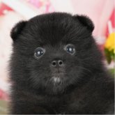 ポメラニアン