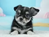 チワワ(ロング)【埼玉県・男の子・2025年1月28日・ブラックタン&ホワイト】の写真3「🐶全頭総額表示で安心💖接種済ワクチン代・マイクロチップ代・健康診断が込みの価格です!!☺」