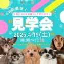チワワ(ロング)【埼玉県・男の子・2024年12月10日・フォーン】の写真2「💎4月19日(土)見学会開催✨」