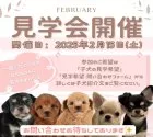 チワワ(ロング)【埼玉県・男の子・2024年12月10日・ブラックタンホワイト】の写真2「✨2月15日(土)見学会開催✨」