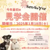 チワワ(ロング)【埼玉県・男の子・2024年10月23日・パーティー】の写真2「1月18日(土)見学会開催🎍」