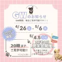 チワワ(ロング)【埼玉県・女の子・2025年1月25日・ブラック&タン】の写真2「🌞5月4,5日見学会開催決定✨GW中もご見学可能です🐶」