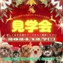 トイプードル(トイ)【埼玉県・男の子・2024年10月12日・レッド】の写真2「🍁12月7日（土）子犬の見学会開催🍁普段の見学よりたくさんの子かが見学できます！💖」