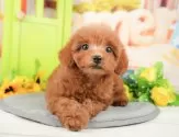 トイプードル(トイ)【埼玉県・女の子・2025年1月14日・レッド】の写真3「🐶全頭総額表示で安心💖接種済ワクチン代・マイクロチップ代・健康診断が込みの価格です!!☺」