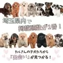 ポメプー(ポメラニアン×トイプードル)【埼玉県・女の子・2025年1月21日・ブラック】の写真4「埼玉県内でワンちゃんの掲載数No.1👑たくさんの子から出会いを見つけてください💕」