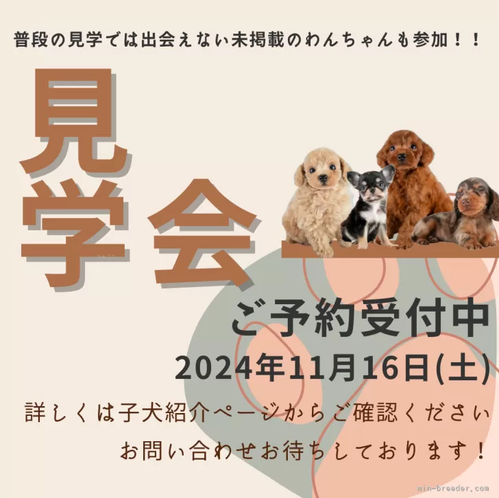 トイプードル【埼玉県・男の子・2024年9月16日・レッド】🍁11月16日(土)見学会開催🍁｜みんなのブリーダー（子犬ID：2410-07866）