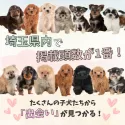 チワワ(ロング)【埼玉県・男の子・2024年8月27日・ホワイト】の写真6「埼玉県内で子犬の数が一番です！他のブリーダー様やペットショップに見に行く前に、まずは見に来ませんか？」