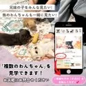 シーズー【埼玉県・女の子・2025年2月13日・ゴールド&ホワイト】の写真8「複数頭での見学も可能です！🐶お問い合わせ時に希望の子の「子犬ID」をお伝えください💕」