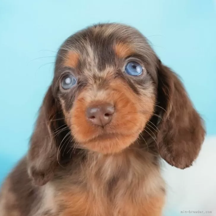 モコモコ 様のお迎えした子犬