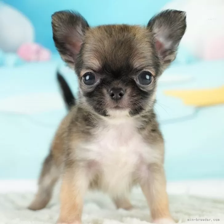 みき 様のお迎えした子犬