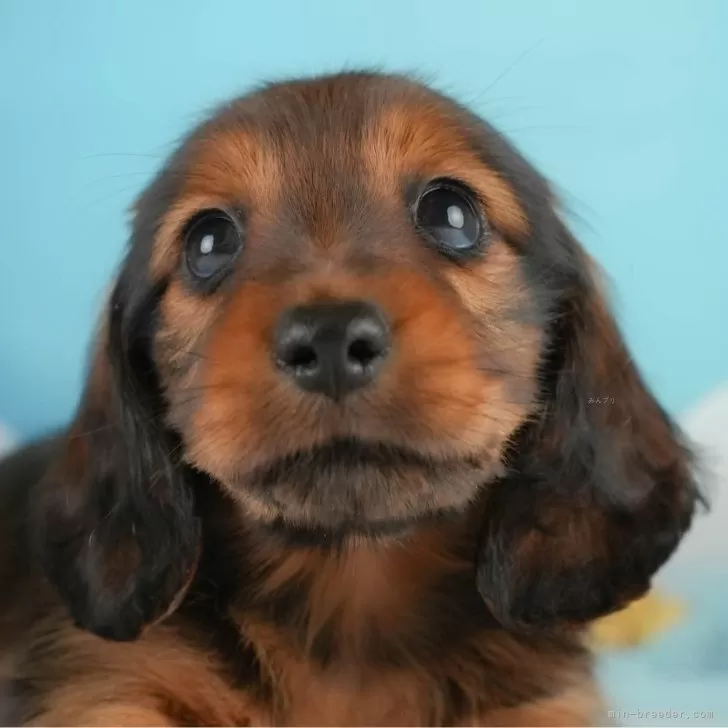 。 様のお迎えした子犬