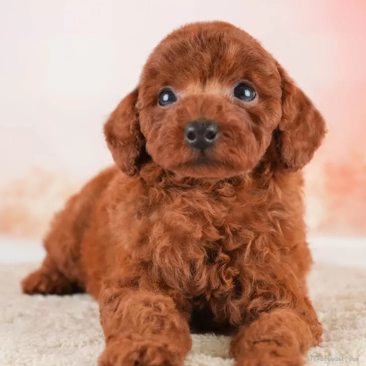 やすえ 様のお迎えした子犬