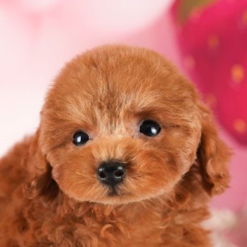 トイプードル(トイ)【埼玉県・女の子・2024年4月11日・レッド】の写真「人懐っこい子です🐶」