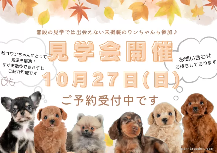 トイプードル【埼玉県・男の子・2024年9月10日・レッド】🍁10月27日(日）見学会開催🍁｜みんなのブリーダー（子犬ID：2410-05763）