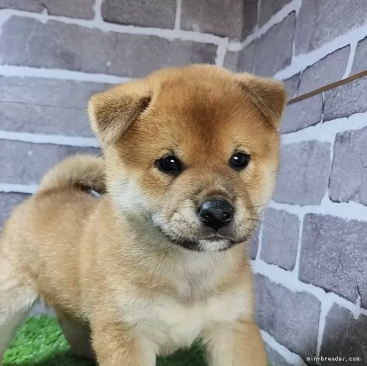 柴犬(標準サイズ)【茨城県・男の子・2024年10月24日・赤 茶色】の写真1