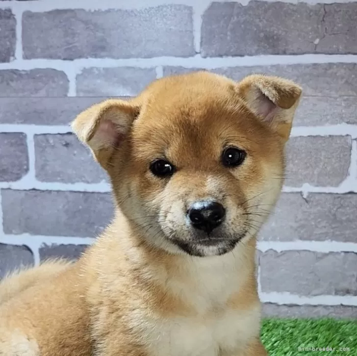 N.S 様のお迎えした子犬