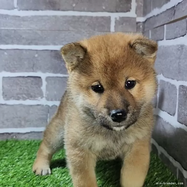 柴犬(標準サイズ)【茨城県・男の子・2024年10月26日・赤 茶色】の写真1