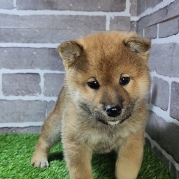 柴犬(標準サイズ)【茨城県・男の子・2024年10月26日・赤 茶色】の写真「とってもマイペースな子です☺️」