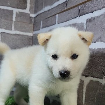 柴犬(標準サイズ)【茨城県・男の子・2024年10月27日・白 淡赤】の写真「とても大人しい男の子です🐶」