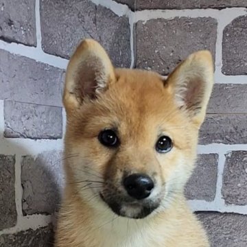 柴犬(標準サイズ)【茨城県・女の子・2024年8月27日・赤 茶色】の写真「元気な女の子☺️」