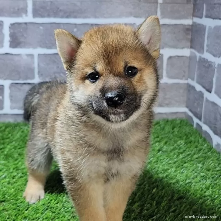 でめ 様のお迎えした子犬