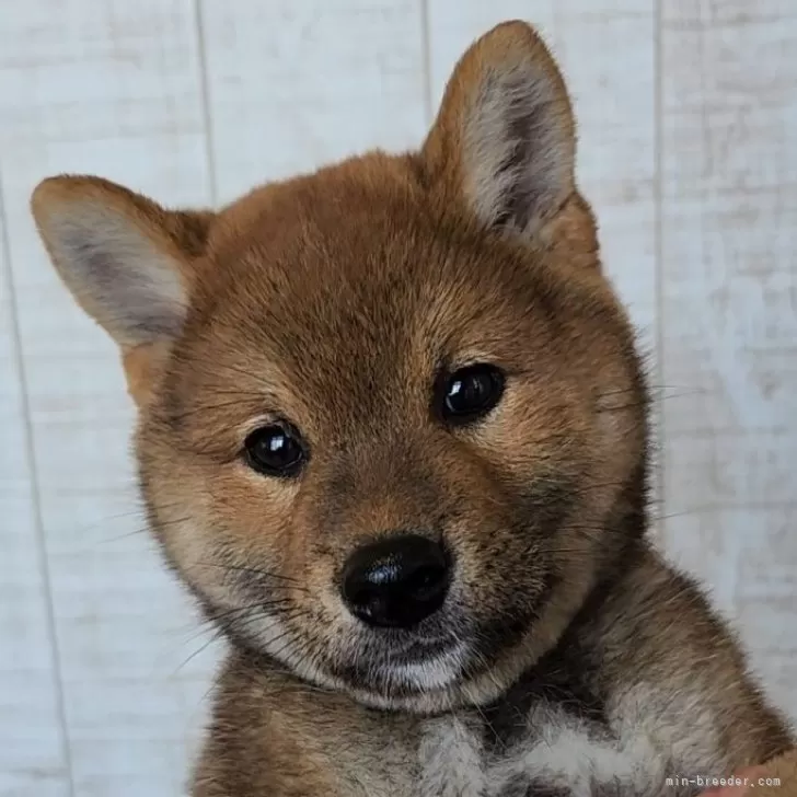 柴犬(標準サイズ)【茨城県・男の子・2024年4月7日・赤 茶色】の写真1