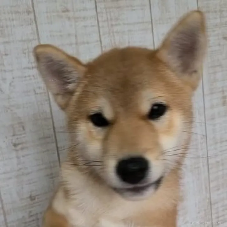 ちょも 様のお迎えした子犬