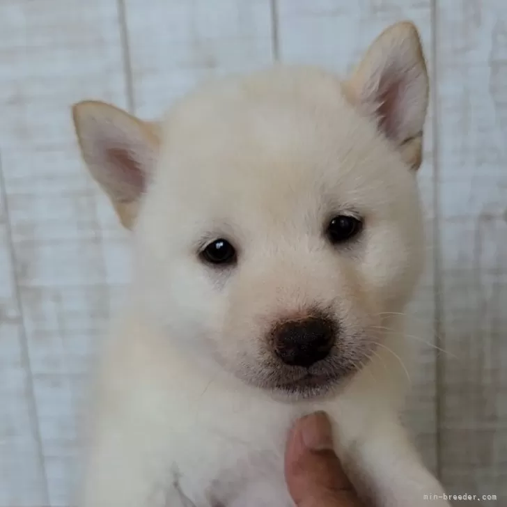 柴犬(標準サイズ)【茨城県・女の子・2024年6月10日・白 淡赤】の写真1