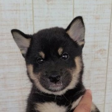 柴犬(標準サイズ)【茨城県・男の子・2023年8月13日・黒 ブラック】の写真「元気いっぱいな男の子🐶」