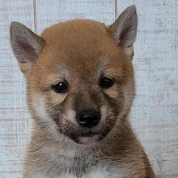 柴犬(標準サイズ)【茨城県・女の子・2024年6月10日・赤 茶色】の写真「小柄で大人しい女の子です。」