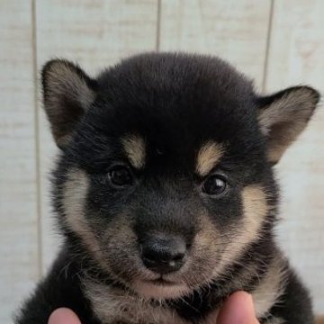 柴犬(標準サイズ)【茨城県・女の子・2023年8月13日・黒 ブラック】の写真「元気な女の子🐶」