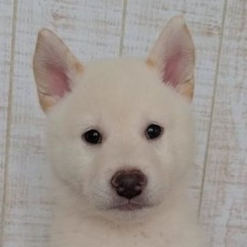 柴犬(標準サイズ)【茨城県・男の子・2023年5月17日・白系 淡赤】の写真「耳が茶色の可愛い男の子です🐶」