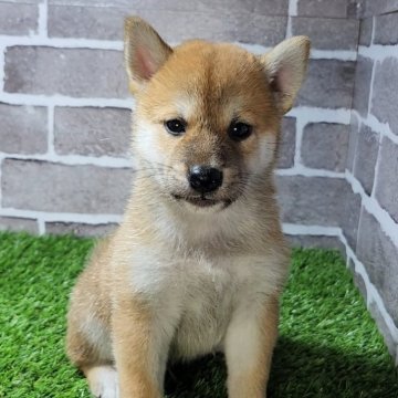 柴犬(標準サイズ)【茨城県・男の子・2024年9月13日・赤 茶色】の写真「大人しめでとても可愛いです☺️」