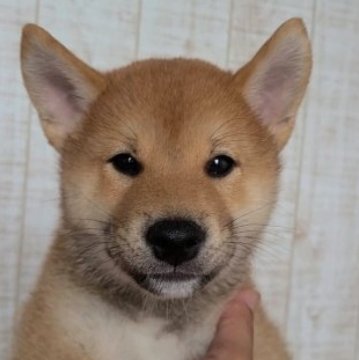 柴犬(標準サイズ)【茨城県・男の子・2023年5月17日・赤 茶色】の写真「おっとり元気な男の子です🐶」