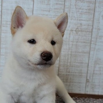 柴犬(標準サイズ)【茨城県・女の子・2024年6月10日・白 淡赤】の写真「甘えん坊な女の子🐶」