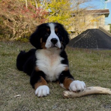 バーニーズ・マウンテン・ドッグの子犬を探す｜ブリーダー直販の子犬販売【みんなのブリーダー】