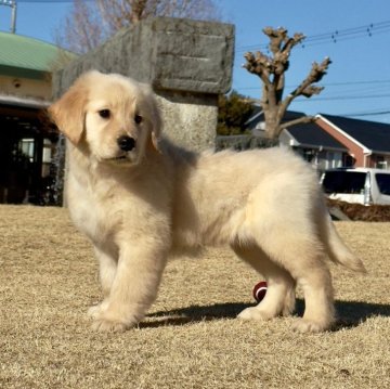 ゴールデンレトリバー【静岡県・女の子・2024年11月18日・ゴールデン】の写真「可愛い😍女の子です。」