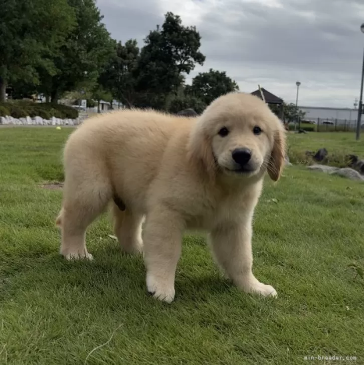 M.H 様のお迎えした子犬