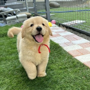 ゴールデンレトリバー【静岡県・女の子・2024年6月14日・ゴールデン】の写真「可愛い😍女の子です。」