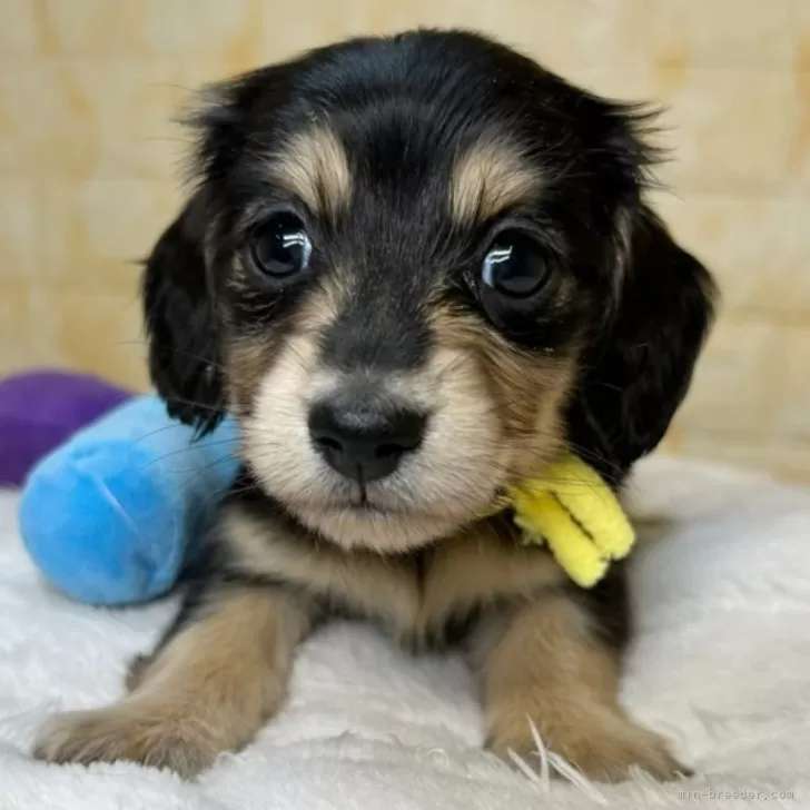 N 様のお迎えした子犬