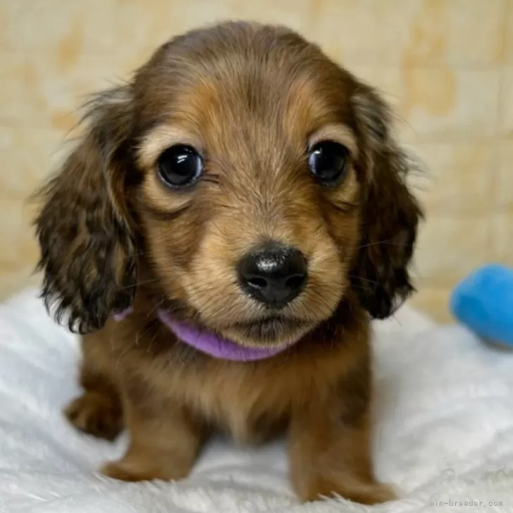 すずめ 様のお迎えした子犬