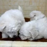 ビションフリーゼ【岐阜県・女の子・2024年11月5日・ホワイト】の写真4「自由な3匹たち🐶🐶🐶」